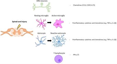 Chronic Pain After Spinal Cord Injury: Is There a Role for Neuron-Immune Dysregulation?